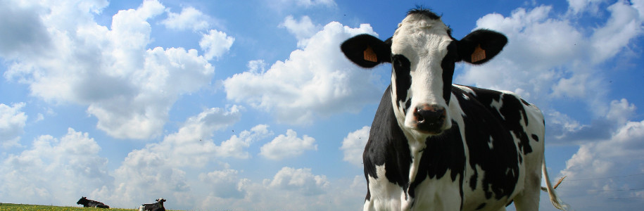 Komplet danych o stadzie w bazie startowej